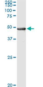 PIPOX Antibody in Immunoprecipitation (IP)