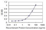 SCLY Antibody in ELISA (ELISA)