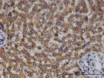 MCCC2 Antibody in Immunohistochemistry (PFA fixed) (IHC (PFA))