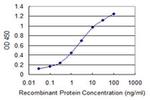 CENPH Antibody in ELISA (ELISA)