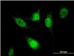 SFRS12 Antibody in Immunocytochemistry (ICC/IF)