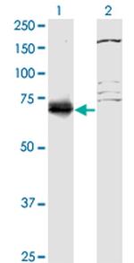 SFRS12 Antibody in Western Blot (WB)