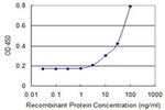 UNC5CL Antibody in ELISA (ELISA)