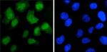 Cas9 Antibody in Immunocytochemistry (ICC/IF)