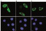 Cas9 Antibody in Immunocytochemistry (ICC/IF)