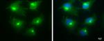 BICD2 Antibody in Immunocytochemistry (ICC/IF)