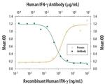 IFN gamma Antibody