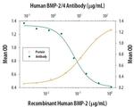 BMP-2/BMP-4 Antibody