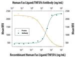 CD178 Antibody