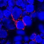 IL-3 Antibody in Immunocytochemistry (ICC/IF)