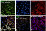 CXCL1 Antibody in Immunocytochemistry (ICC/IF)