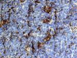 MIP-3 beta Antibody in Immunohistochemistry (Paraffin) (IHC (P))