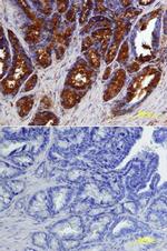 BMP-7 Antibody in Immunohistochemistry (Paraffin) (IHC (P))