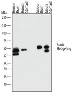 SHH Antibody in Western Blot (WB)