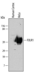 Folate Receptor alpha Antibody in Western Blot (WB)