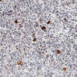 NLRP3 Antibody in Immunohistochemistry (Paraffin) (IHC (P))