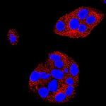 DLL1 Antibody in Immunocytochemistry (ICC/IF)