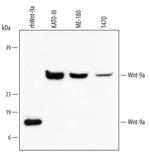 WNT9A Antibody in Western Blot (WB)