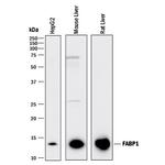 FABP1 Antibody in Western Blot (WB)