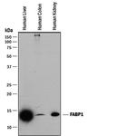 FABP1 Antibody in Western Blot (WB)