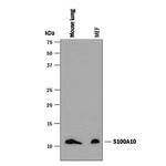 S100A10 Antibody in Western Blot (WB)