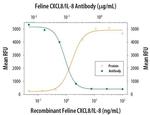 IL-8 (CXCL8) Antibody