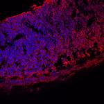 Vitronectin Antibody in Immunohistochemistry (Frozen) (IHC (F))