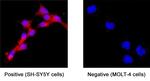 APLP1 Antibody in Immunocytochemistry (ICC/IF)