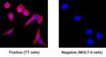 APLP1 Antibody in Immunocytochemistry (ICC/IF)