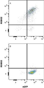 ROBO2 Antibody in Flow Cytometry (Flow)