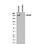 DSCAM Antibody in Western Blot (WB)