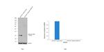 Calbindin D28K Antibody in Western Blot (WB)