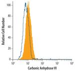 Carbonic Anhydrase VI Antibody in Flow Cytometry (Flow)