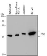 PON3 Antibody in Western Blot (WB)