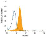 mGluR5 Antibody in Flow Cytometry (Flow)