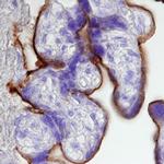 5T4 Antibody in Immunohistochemistry (Paraffin) (IHC (P))