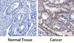 PYGO2 Antibody in Immunohistochemistry (Paraffin) (IHC (P))