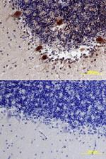 NLGN3 Antibody in Immunohistochemistry (Paraffin) (IHC (P))