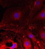 Plexin A2 Antibody in Immunocytochemistry (ICC/IF)