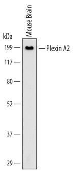 Plexin A2 Antibody in Western Blot (WB)