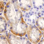 SLC22A2 Antibody in Immunohistochemistry (Paraffin) (IHC (P))