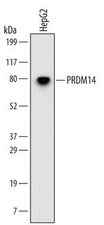 PRDM14 Antibody in Western Blot (WB)