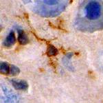 NMNAT1 Antibody in Immunohistochemistry (Frozen) (IHC (F))