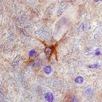 NMNAT1 Antibody in Immunohistochemistry (Frozen) (IHC (F))