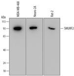 SMURF2 Antibody in Western Blot (WB)