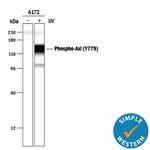 Phospho-Axl (Tyr779) Antibody in Western Blot (WB)