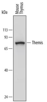 Themis Antibody in Western Blot (WB)