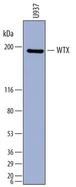 AMER1 Antibody in Western Blot (WB)