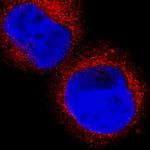 HPGDS Antibody in Immunocytochemistry (ICC/IF)