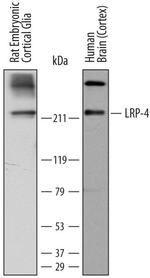 LRP4 Antibody in Western Blot (WB)